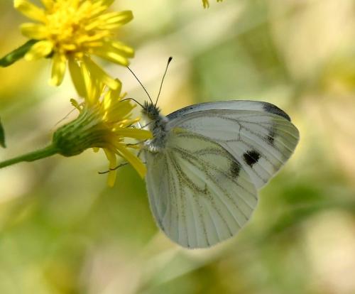 Pieris napi